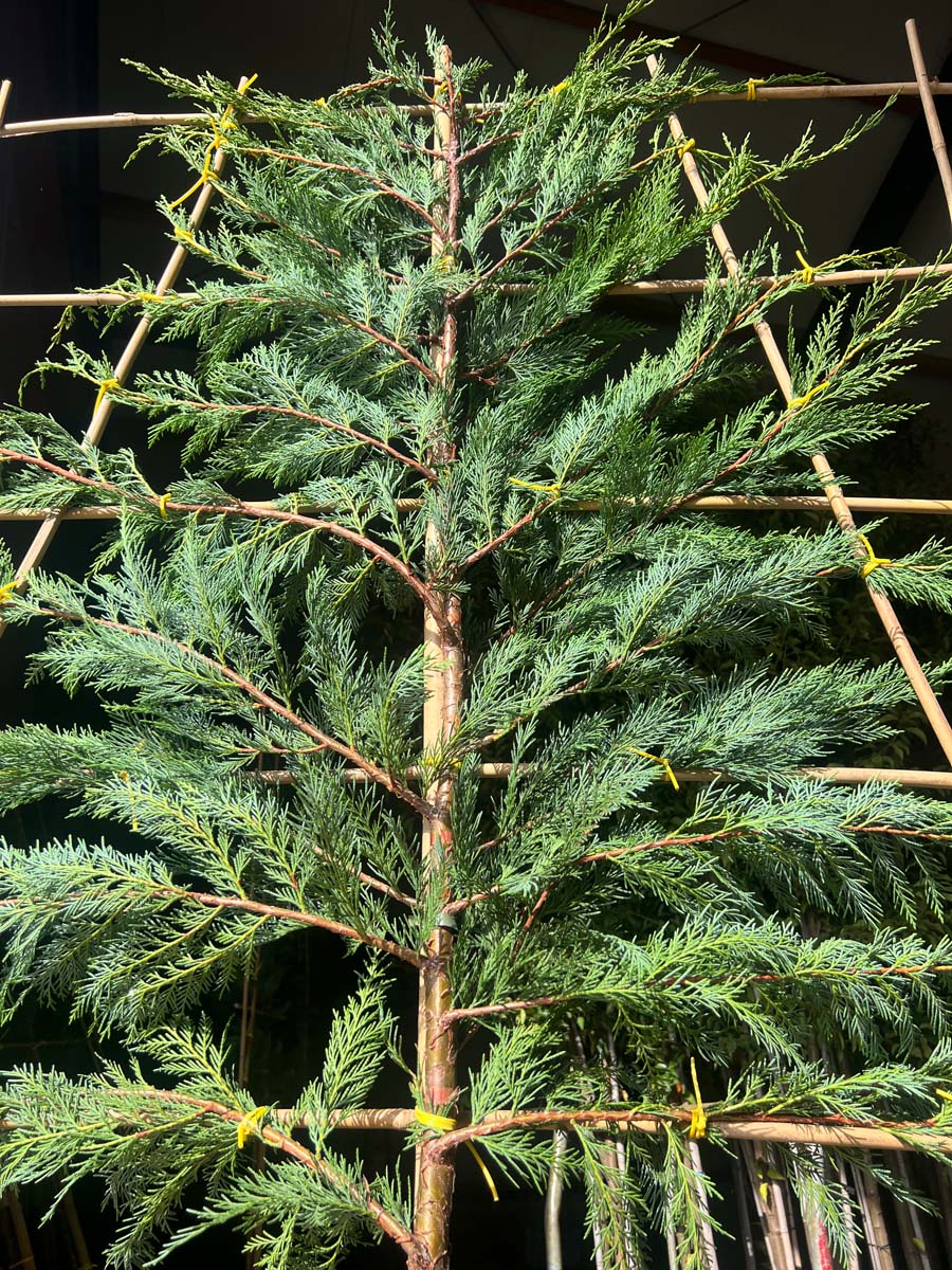 Cupressocyparis leylandii leiboom leiboom