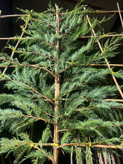 Cupressocyparis leylandii leiboom leiboom