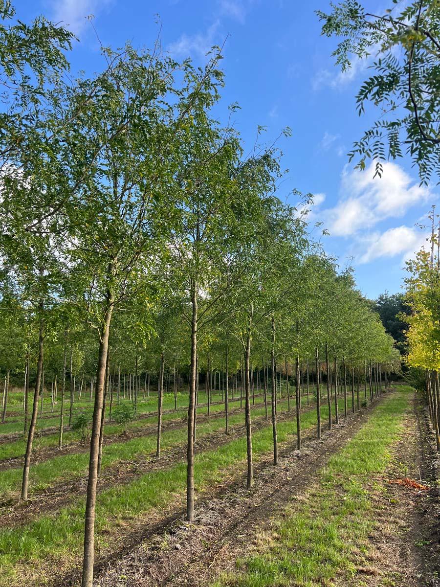 Gleditsia triacanthos 'Draves' op stam op stam