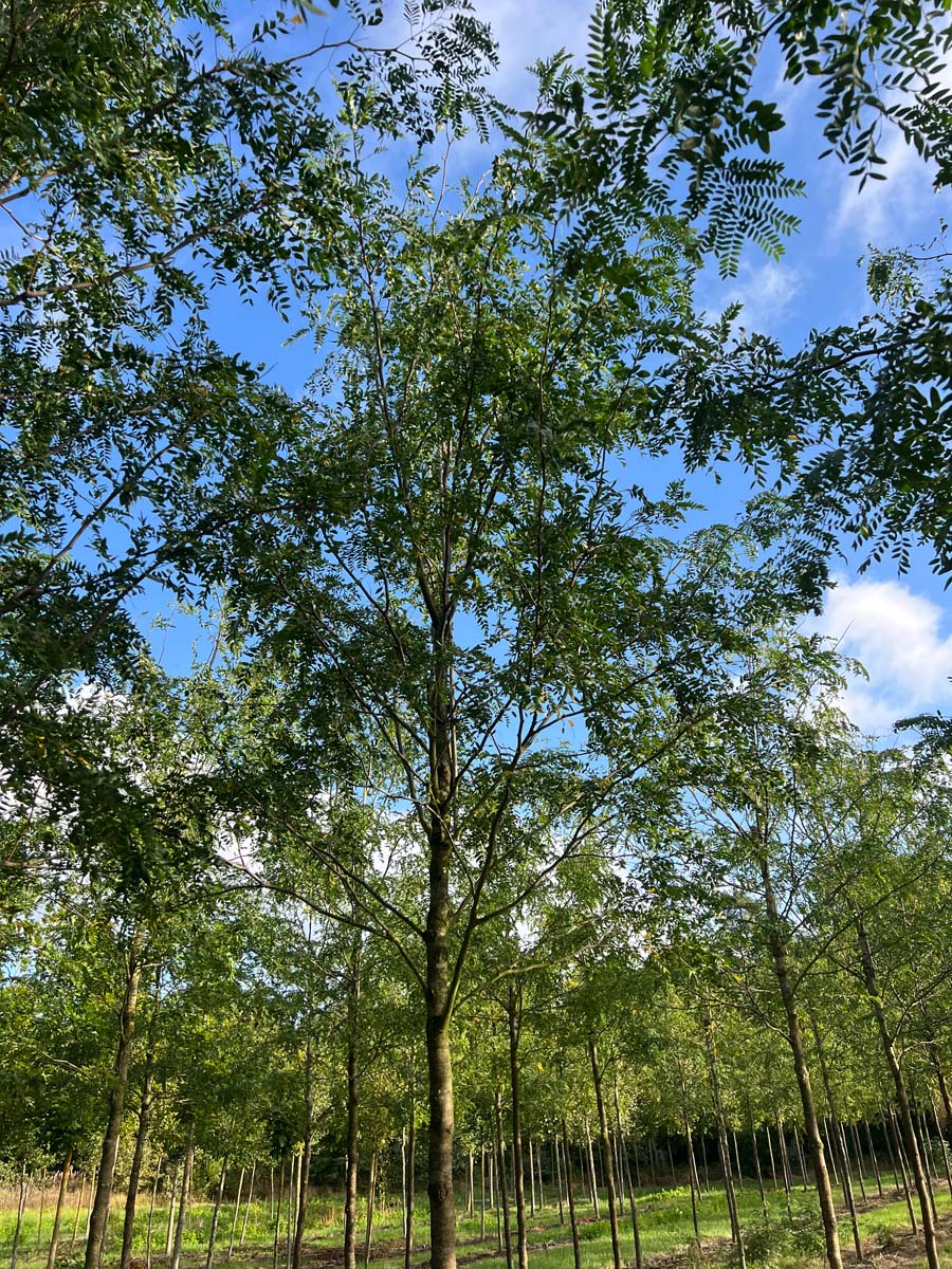 Gleditsia triacanthos 'Draves' op stam op stam