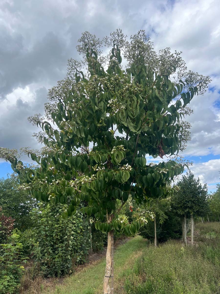 Heptacodium miconioides op stam op stam