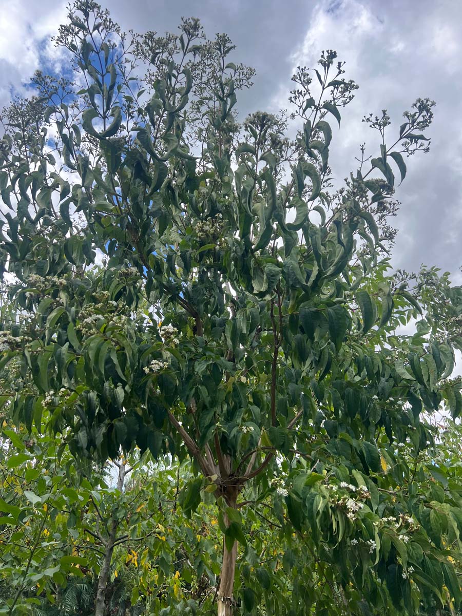 Heptacodium miconioides op stam op stam
