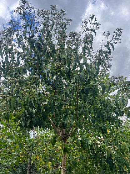 Heptacodium miconioides op stam op stam