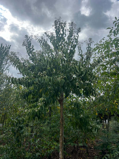 Heptacodium miconioides op stam op stam