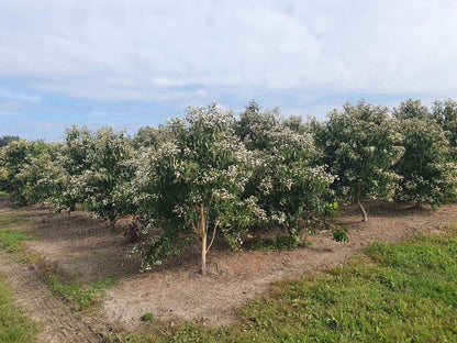 Heptacodium miconioides solitair solitair