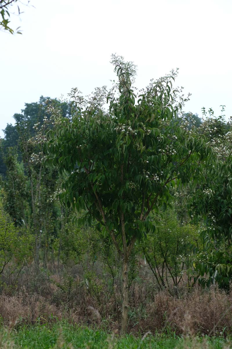 Heptacodium miconioides solitair solitair