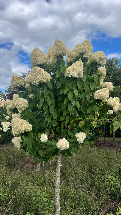 Hydrangea paniculata 'Limelight' op stam op stam