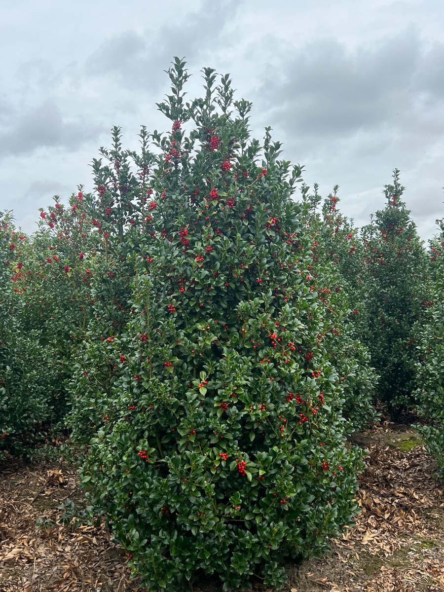 Ilex meserveae 'Hachfee' meerstammig / struik struik