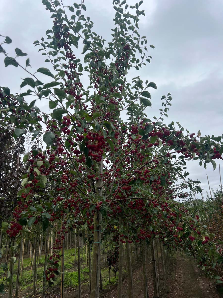 Malus 'Braendkjaer' op stam op stam