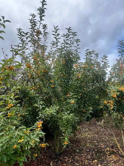 Malus 'Golden Henry' meerstammig / struik meerstammig