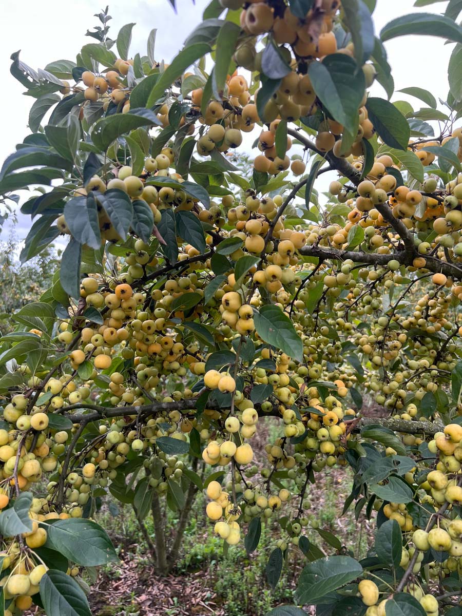Malus 'Golden Henry' meerstammig / struik meerstammig