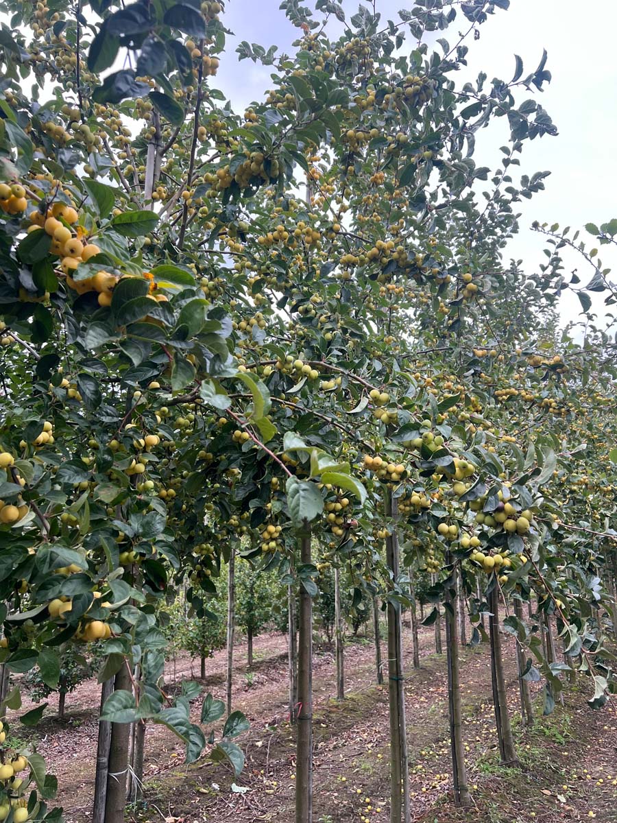 Malus 'Golden Henry' op stam op stam
