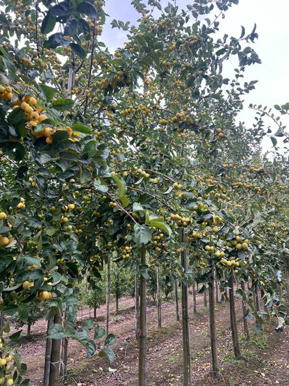 Malus 'Golden Henry' op stam op stam