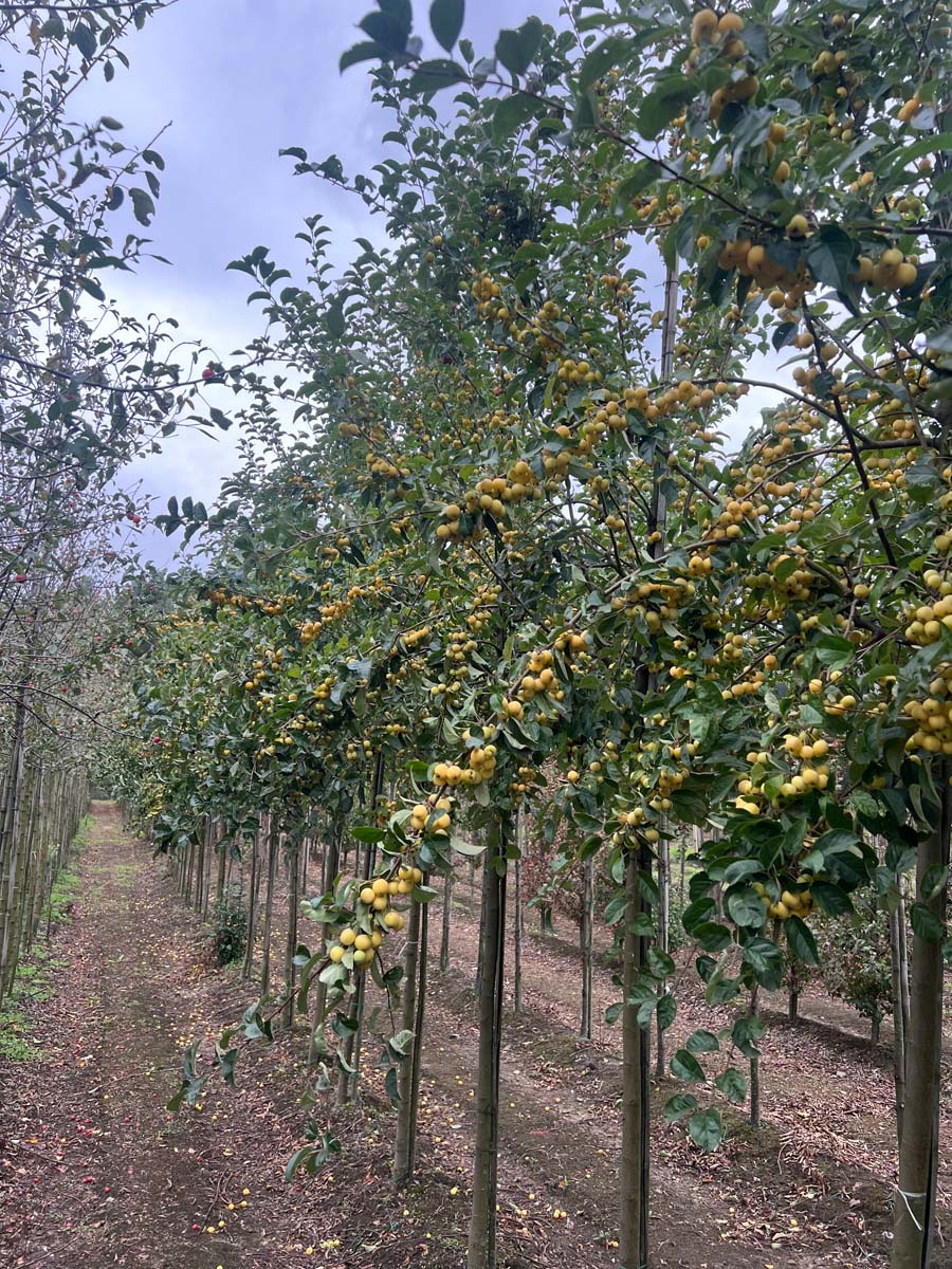 Malus 'Golden Henry' op stam op stam