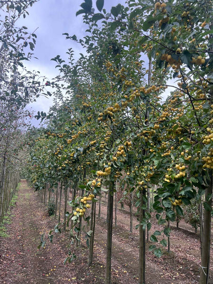 Malus 'Golden Henry' op stam op stam