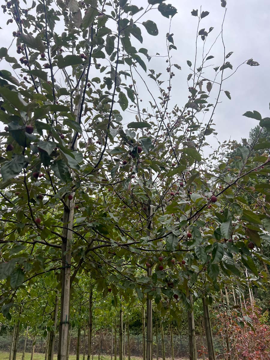 Malus 'Herkenrode' op stam op stam