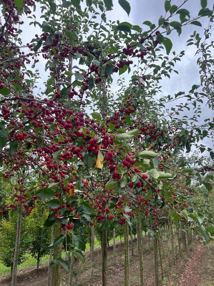 Malus 'Hillieri' op stam op stam