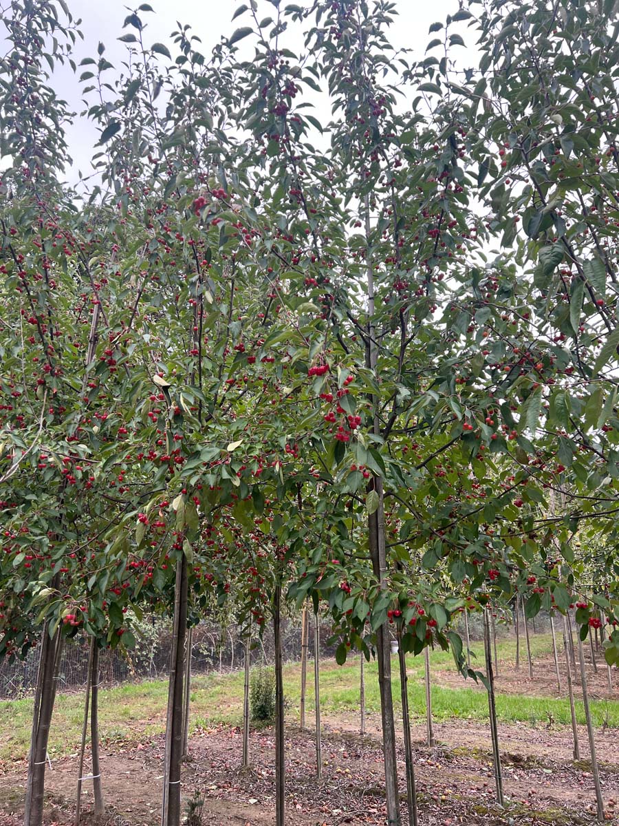 Malus hupehensis 'Arie Mauritz' op stam op stam