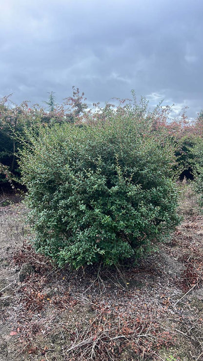 Osmanthus burkwoodii meerstammig / struik struik