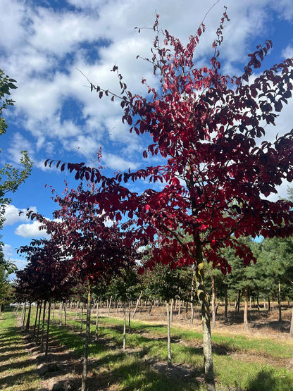 Parrotia persica 'Bella' op stam op stam