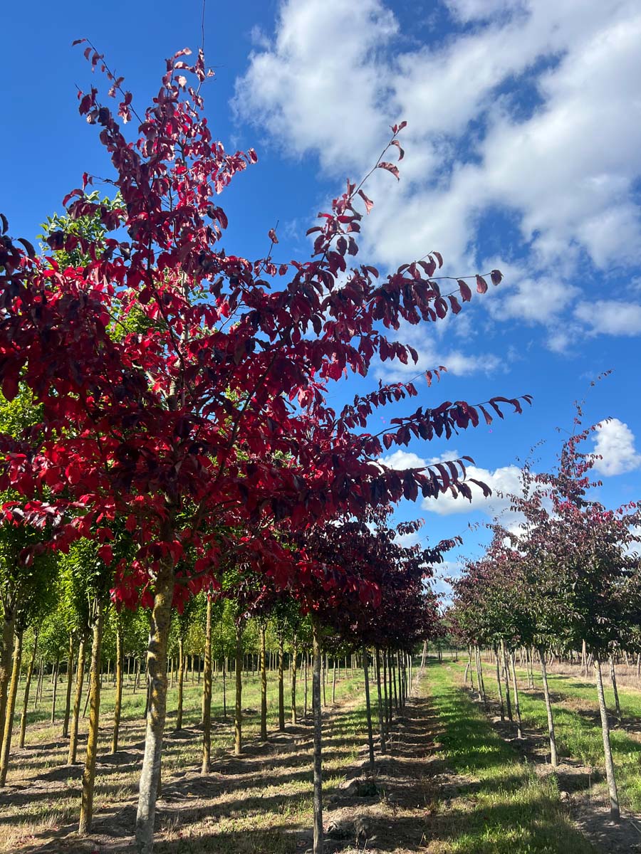Parrotia persica 'Bella' op stam op stam