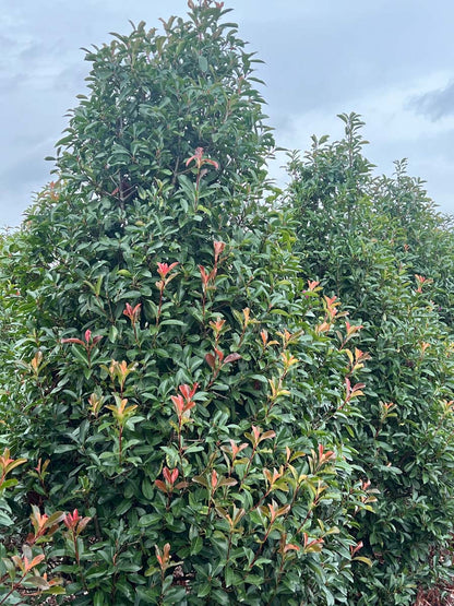 Photinia fraseri 'Red Robin' meerstammig / struik meerstammig