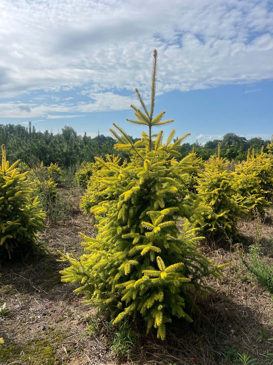 Picea sitchensis 'Aurea' solitair