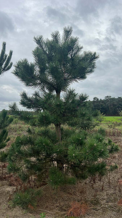 Pinus nigra solitair solitair
