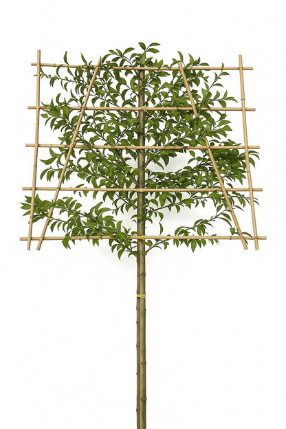 Prunus lusitanica leiboom leiboom