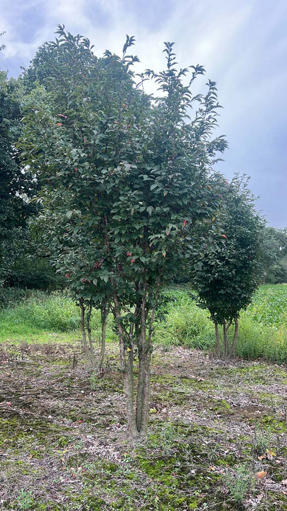 Prunus nipponica 'Ruby' meerstammig / struik struik