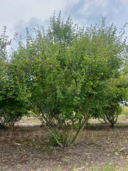 Syringa 'Josée' meerstammig / struik struik