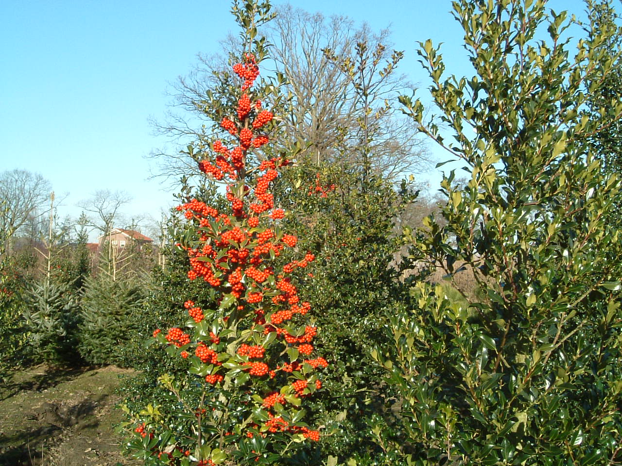 Ilex aquifolium solitair solitair
