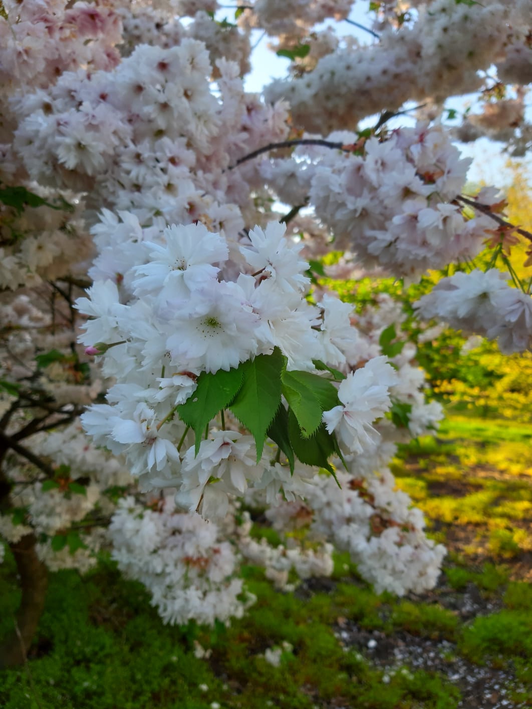 Prunus serrulata 'Shirotae' haagplant bloesem