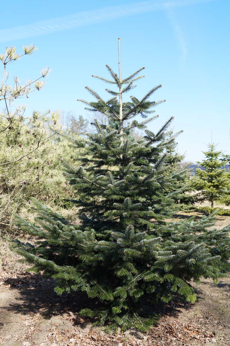 Abies homolepis solitair solitair