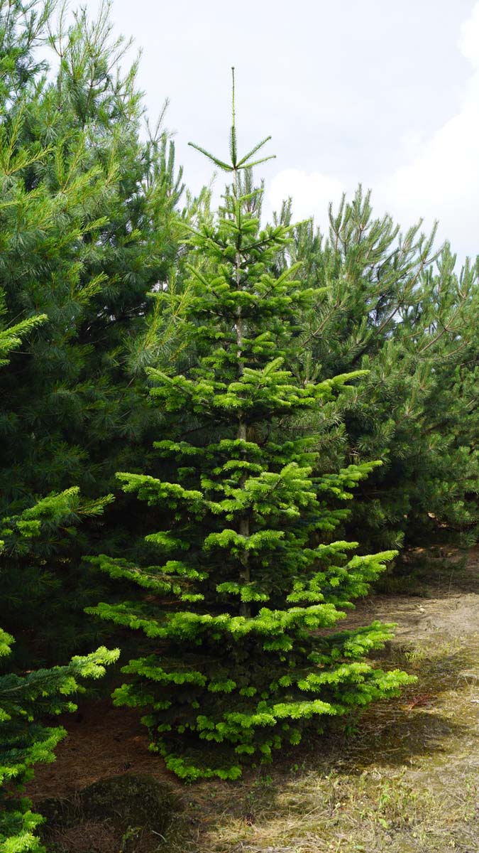 Abies nordmanniana solitair solitair