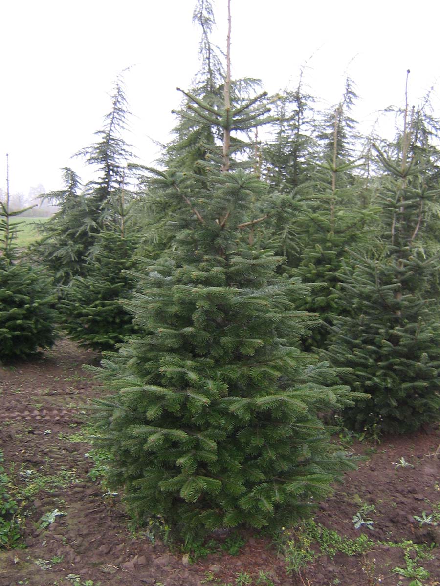 Abies nordmanniana solitair solitair