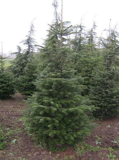 Abies nordmanniana solitair solitair