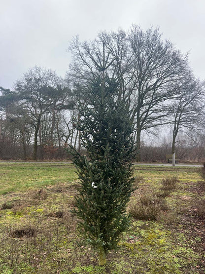Abies pinsapo 'Fastigiata' solitair