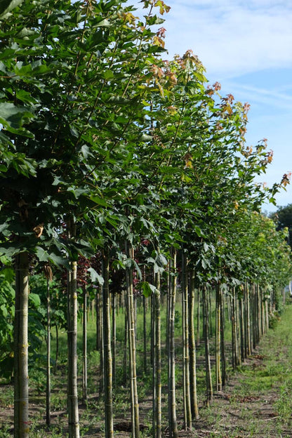 Acer 'Warrenred' op stam op stam