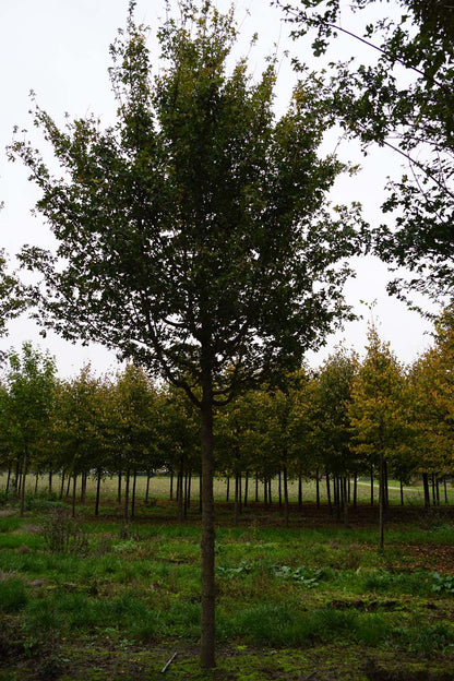 Acer campestre op stam op stam