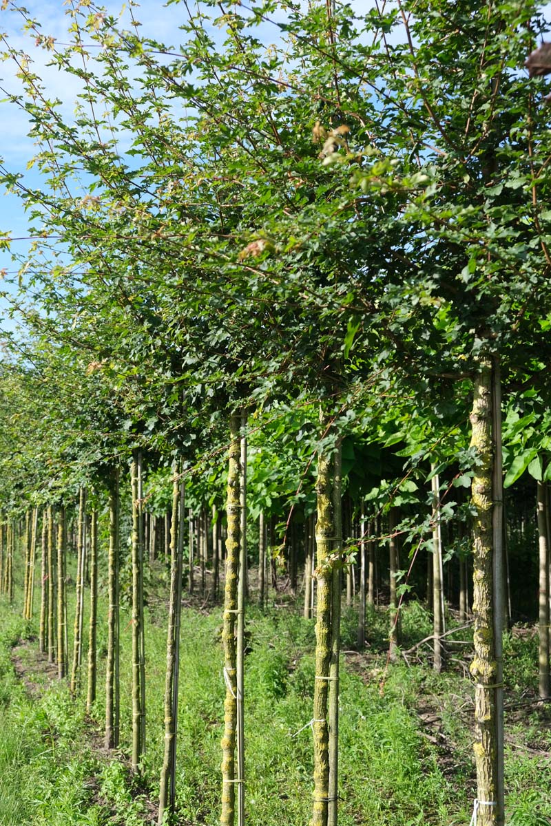 Acer campestre op stam op stam