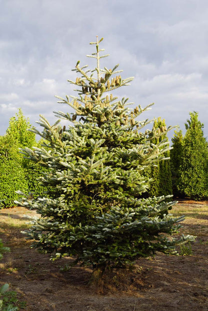 Abies koreana 'Silberlocke' solitair