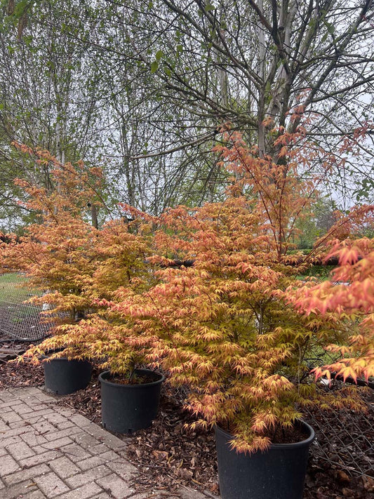 Acer palmatum 'Katsura' Tuinplanten tuinplanten