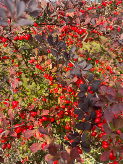 Berberis thunbergii 'Atropurpurea' haagplant bes