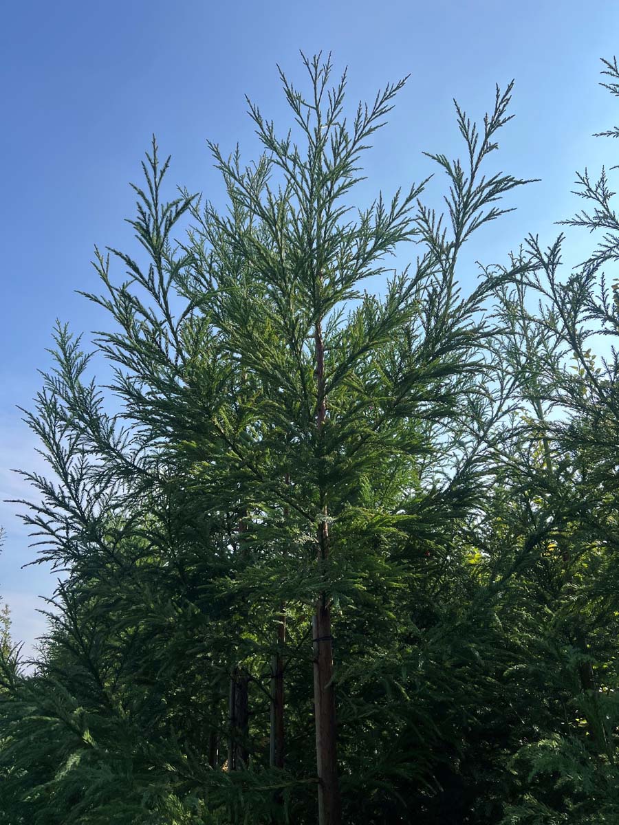 Cryptomeria japonica meerstammig / struik naald