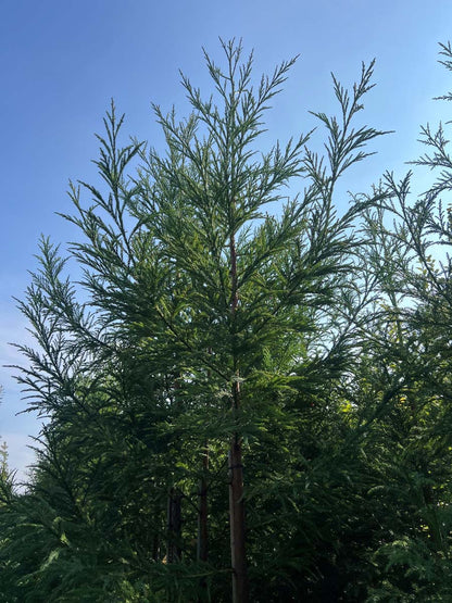 Cryptomeria japonica meerstammig / struik naald