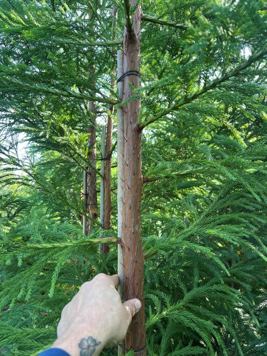 Cryptomeria japonica haagplant stam