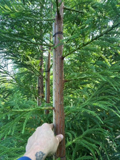 Cryptomeria japonica Tuinplanten stam