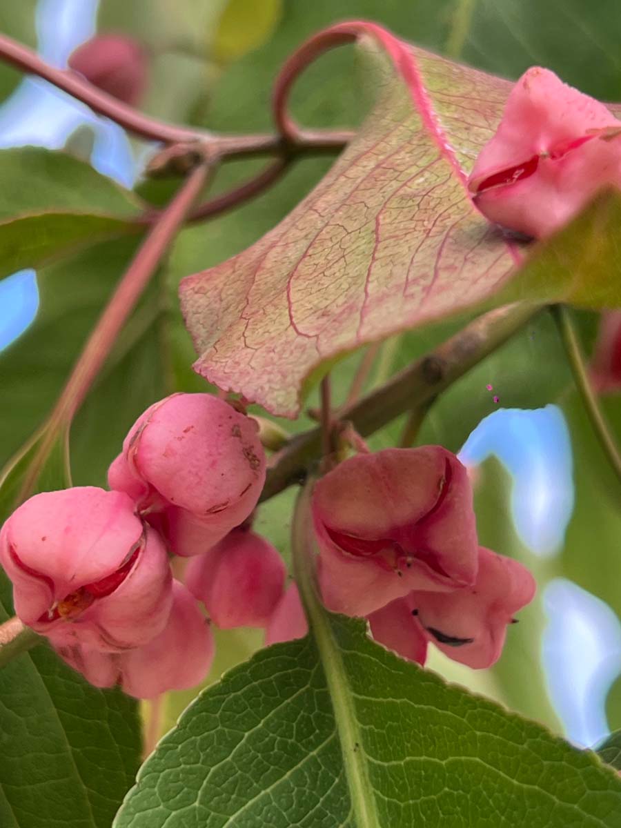 Euonymus hamiltonianus 'Indian Summer' op stam bloem