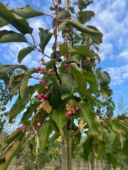 Euonymus hamiltonianus 'Indian Summer' op stam bes